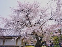 -醍醐寺