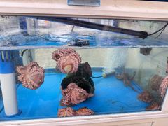 -真情鲍鱼海鲜汤