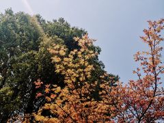 -铁山坪森林公园