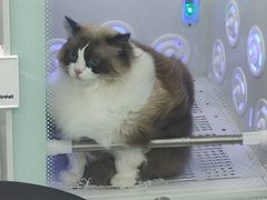 -爱洗澡的猫(望京店)