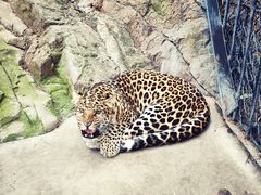 -大连森林动物园