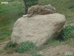 -西安秦岭野生动物园