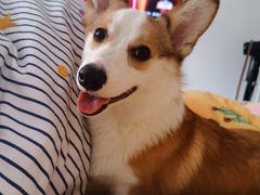 -翊宠yipet猫狗购宠庄园犬舍•猫舍