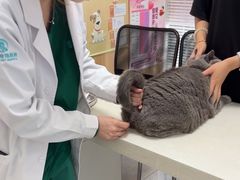 -瑞派长江宠物医院·猫科·外科·24小时夜护(谊城公寓分院)