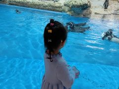 -帝企鹅自助餐厅•儿童岛•真企鹅(长隆企鹅酒店)