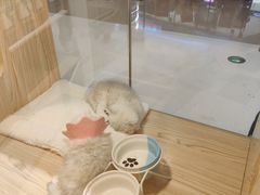 -屋虎猫馆(宝安大仟里店)