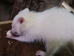 -正佳雨林生态植物园