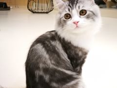 -飞行喵MR PILOT|猫舍·猫咖(静安大融城店)