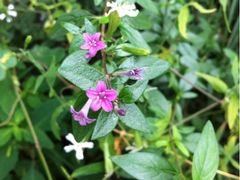 iphone_upload_pic-灵溪风景区