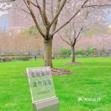 攻略 | 静安区0元不排队赏樱🌸保姆级指南建议收藏