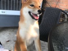 -柴犬高等学院·狗咖·柴犬售卖·宠物训练