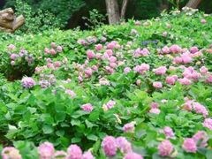 -上海共青森林公园