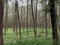 -黄海国家森林公园