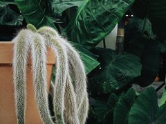 -自由生长植物工作室(深港花卉中心店)