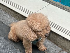 -金利来酒家(劳动西路店)