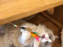 -猫にゃん · 猫的隐藏屋猫咖(麦地旗舰店)