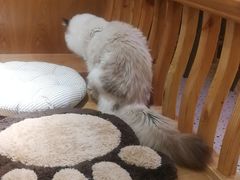 -滚猫咖啡·猫咖·猫友好撸猫(未来城店)