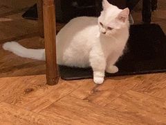 -猫小院猫主题餐厅(三里屯店)
