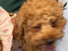 -宠物星动物医院·眼科·异宠·猫科(江南大道总院)