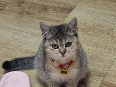 -派特宠物医院(圆融广场店)