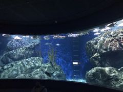 -暹罗海洋世界