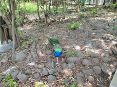 -合肥野生动物园
