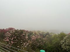 -贵州百里杜鹃风景名胜区
