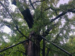 -上海佘山国家森林公园天马山园