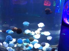 -芜湖新华联大白鲸海洋公园