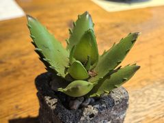 -马灯部落·西湖边的创意山景餐厅(虎跑动物园店)