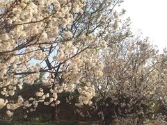 -天适樱花悠乐园