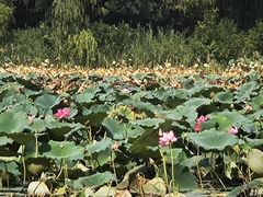 -大兴滨河森林公园