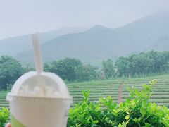 -白茶原·一片叶子