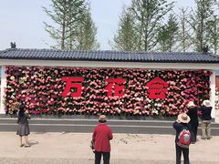 -神州牡丹园