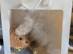 -萌宠之家·腊肠犬·马尔泰·小体犬舍