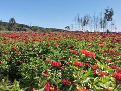 -莲花山花海