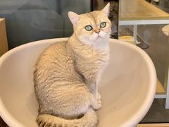 -有喵·猫咖·狗咖·30几只猫10只小狗(岗厦店)