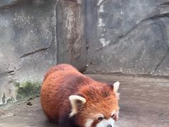-武汉动物园
