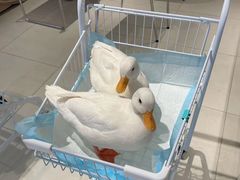 -怪兽屋·羊驼·猫咖·狗咖(俊华广场店)