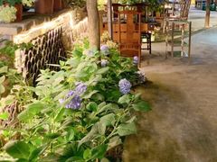 -凤来栖·净庭院·火锅(欧尚店)