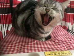 -赛百味SUBWAY(高新店)