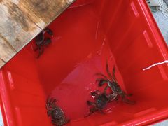 -阳澄湖大闸蟹·琼灵阁牌品牌连锁(吴中总店)