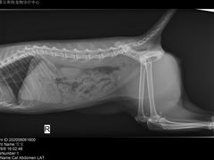 -菲尔斯特宠物医院