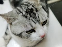 -十年猫舍·猫咪专门店(普陀店)