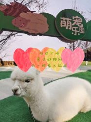 -萌宠亲子动物乐园(槐房万达店)