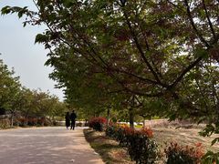 -古柏渡丰乐樱花园