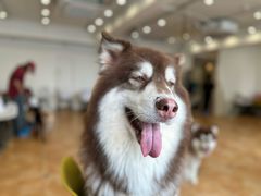 -Let's go狗咖·猫咖·奶狗·桌游(春熙路IFS店)