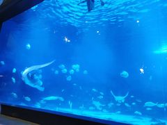 -烟台海昌鲸鲨海洋公园