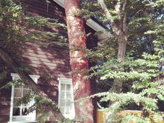 -三鹰之森吉卜力美术馆