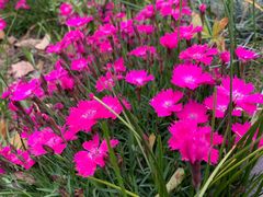 -昆山城市生态森林公园